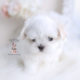 Maltese Puppy