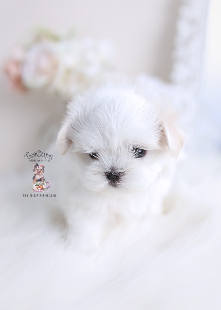 Maltese Puppy