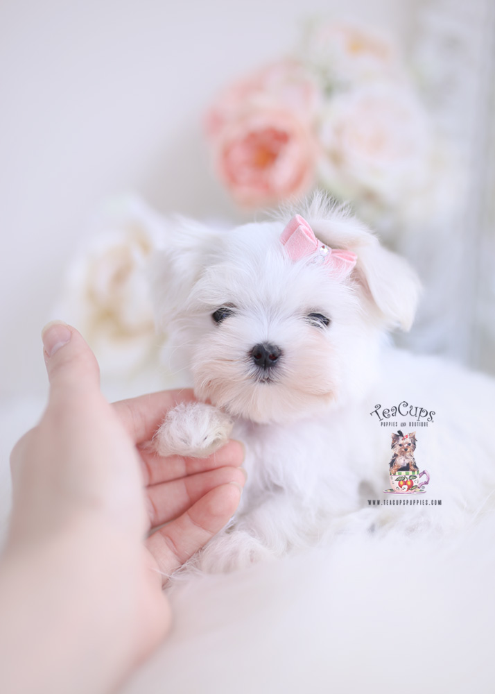 maltesepuppyforsaleteacuppuppies234 Teacup Puppies & Boutique