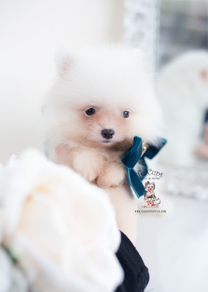 pomeranianpuppyforsaleteacuppuppiesteacups Teacup Puppies
