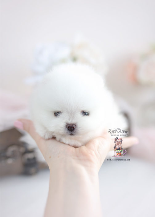 White Teacup Pomeranian Puppy