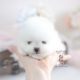 White Teacup Pomeranian Puppy