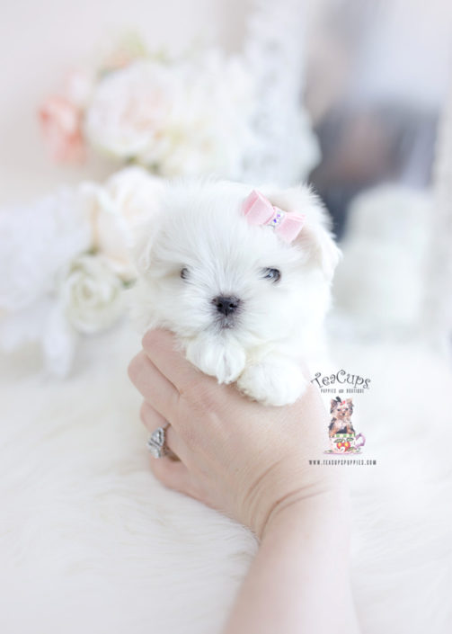 Maltese Puppy by Teacup Puppies