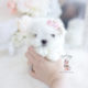 Maltese Puppy by Teacup Puppies