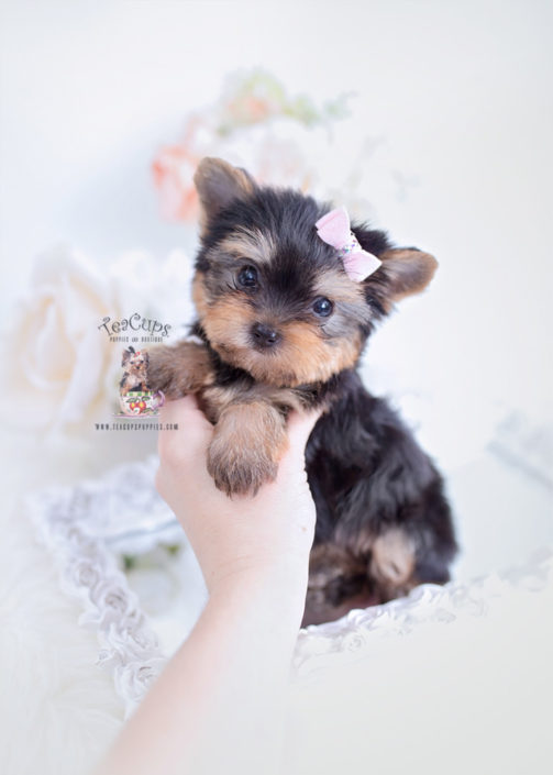 Toy Or Teacup Yorkies For Sale Teacups Puppies Boutique