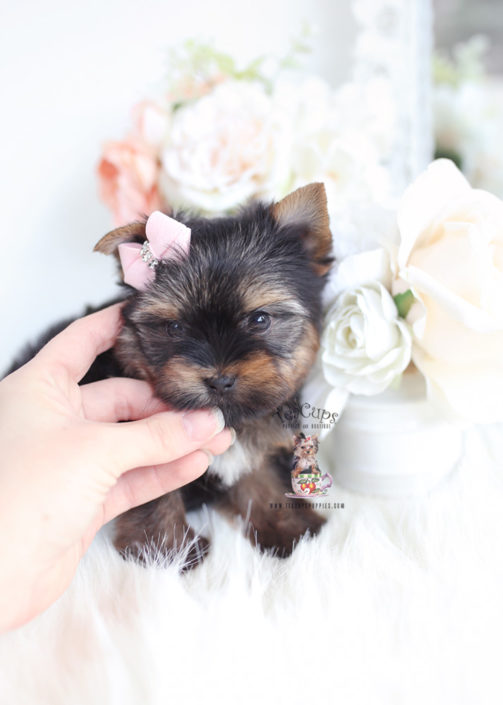 Toy Or Teacup Yorkies For Sale Teacups Puppies Boutique