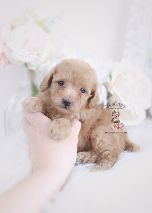 Teacup and Toy Poodle Puppies Teacups, Puppies & Boutique