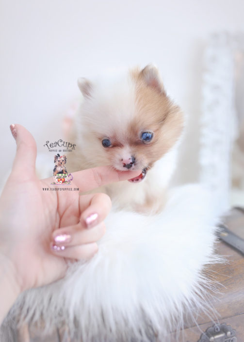 Tiny Teacup Pomeranian Puppies | Teacups, Puppies & Boutique