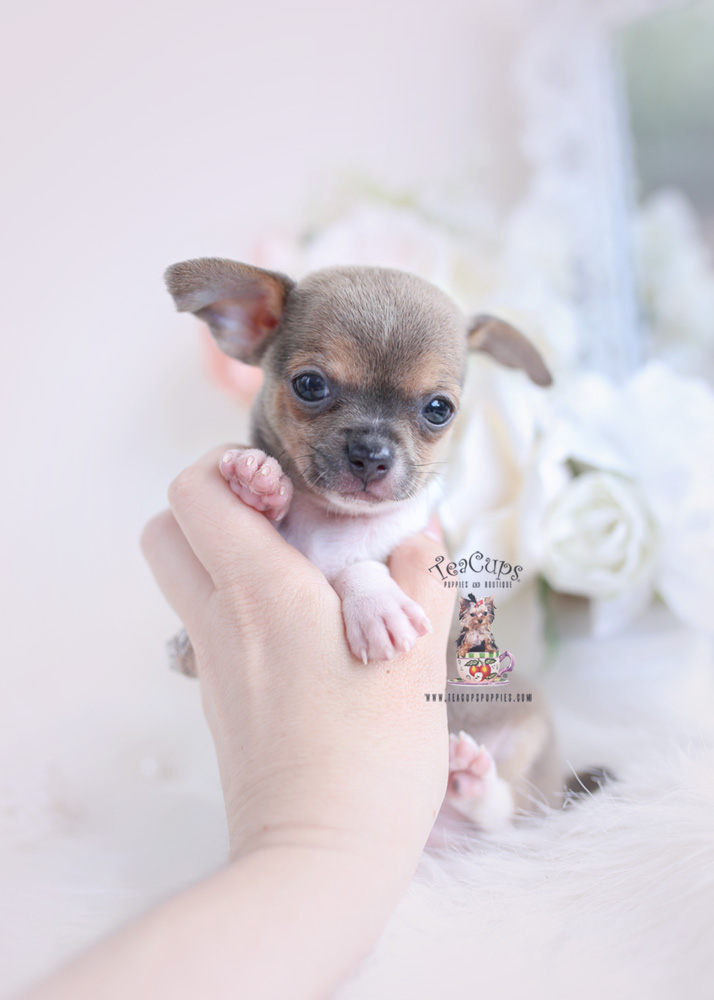 toy teacup chihuahua for sale