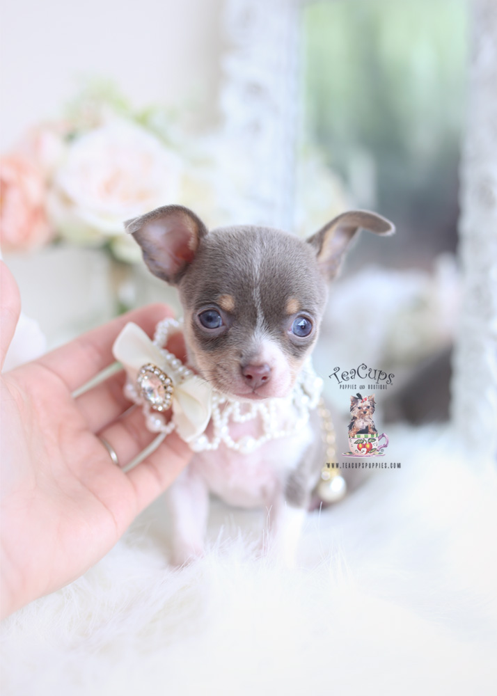 teacup deer head chihuahua