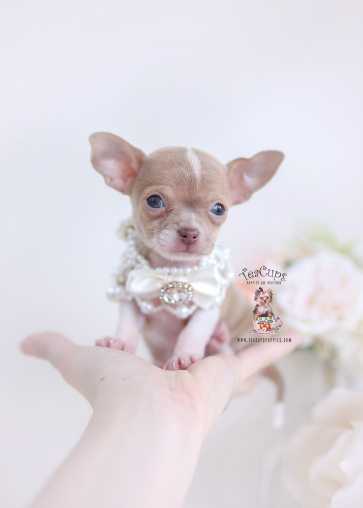 chihuahuapuppyforsaleteacuppuppies177a Teacup Puppies & Boutique