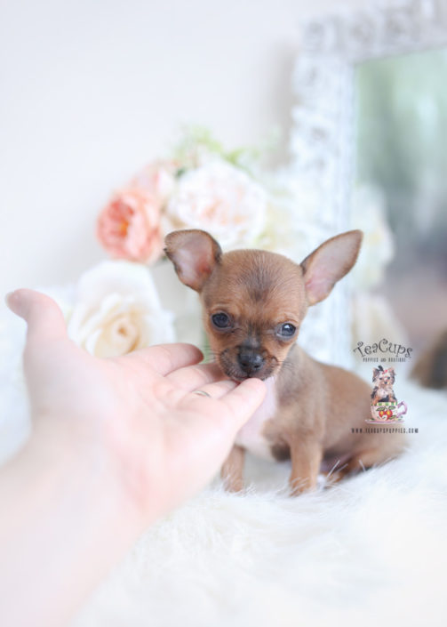 toy teacup chihuahua for sale