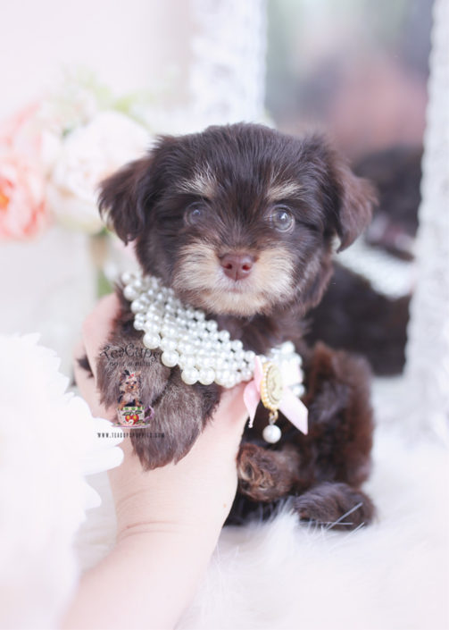 Morkie Puppies and Designer Breed Puppies For Sale by TeaCups Puppies