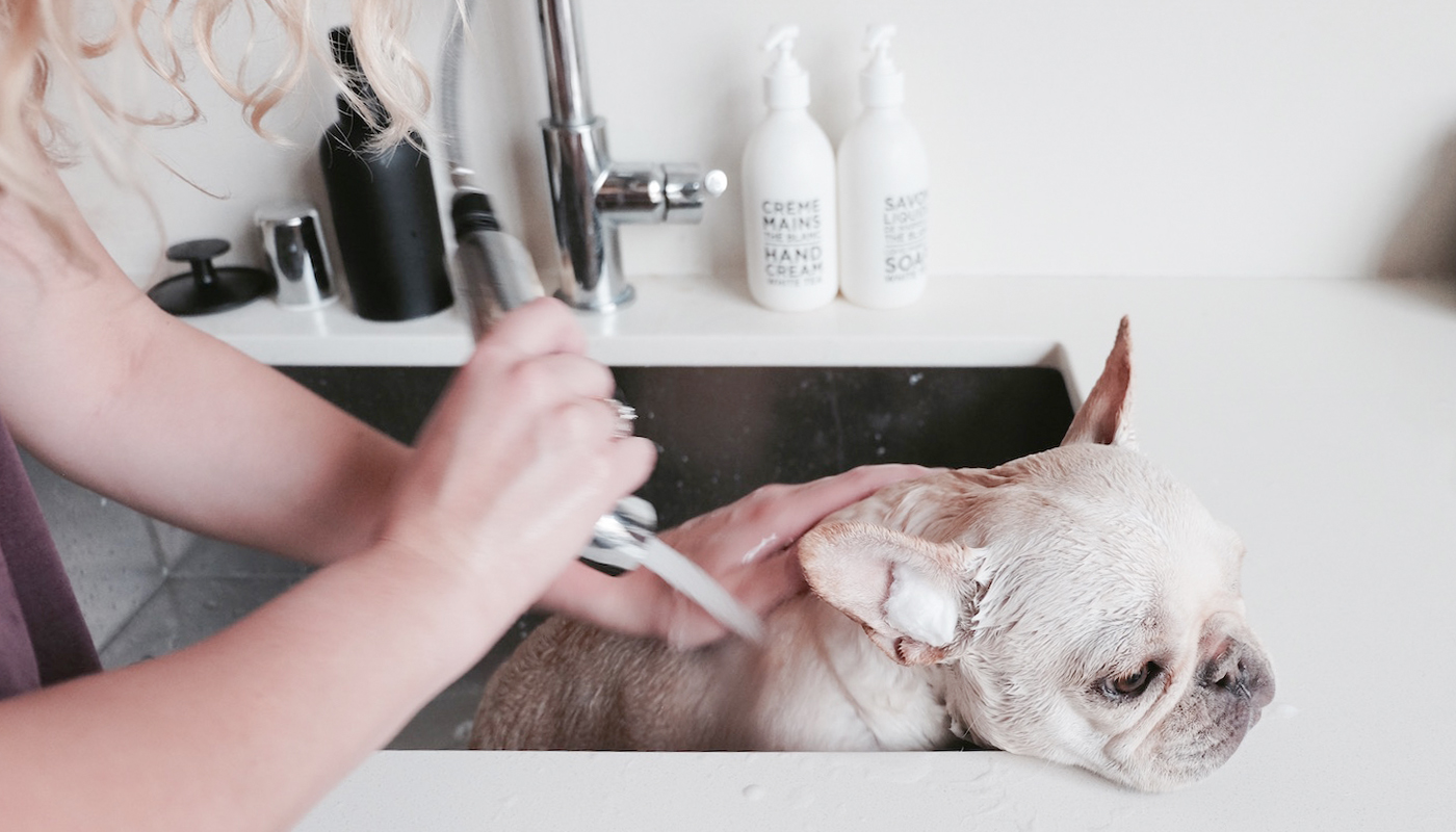 dog salon and spa