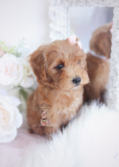 Morkie Puppies and Designer Breed Puppies For Sale by ...