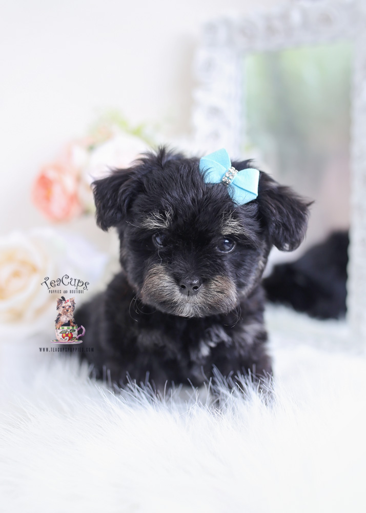 47 HQ Photos Maltese Puppy Price In Pakistan : Prince: Maltese puppy for sale near Las Vegas, Nevada ...