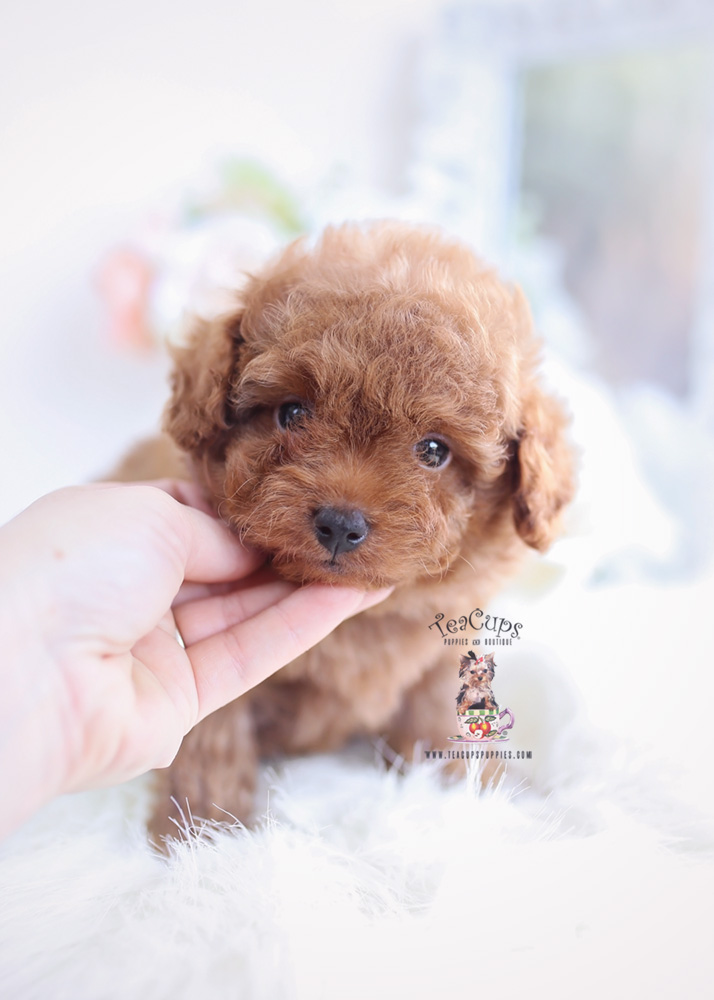 buy toy poodle puppy