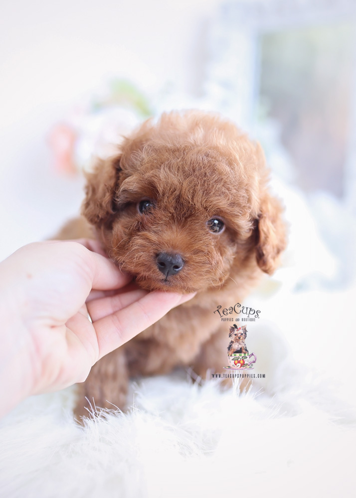 red teacup poodle for sale