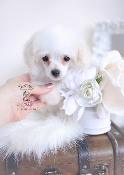 Teacup and Toy Poodle Puppies Teacups, Puppies & Boutique