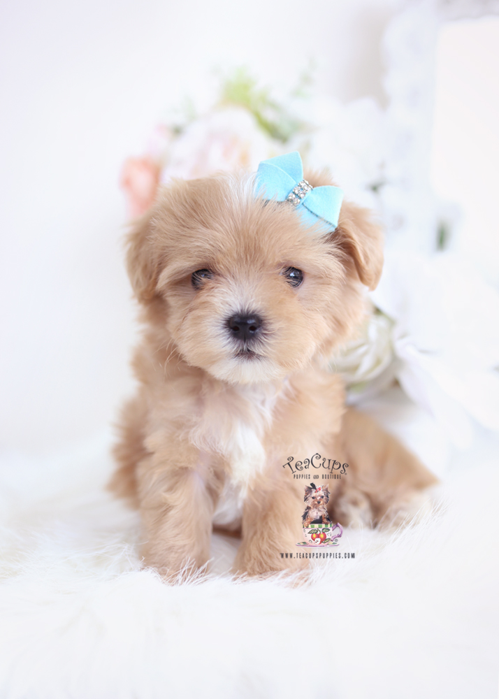 golden maltipoo