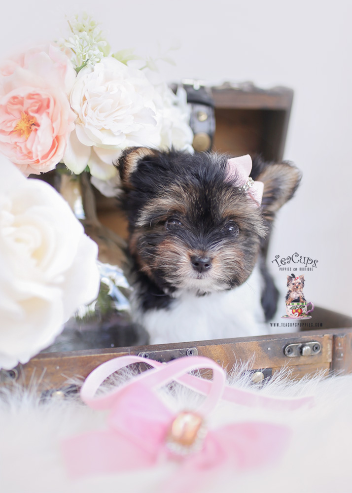 bieweryorkieterrierpuppyforsaleteacuppuppies204 Teacup