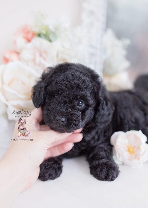 black toy poodle