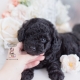 black toy poodle