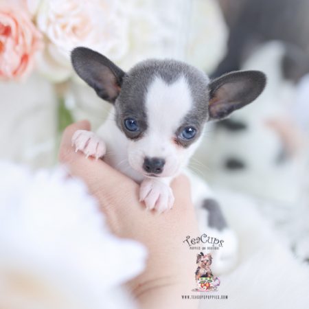 isabella-and-blue-chihuahuas-teacup-puppies-boutique