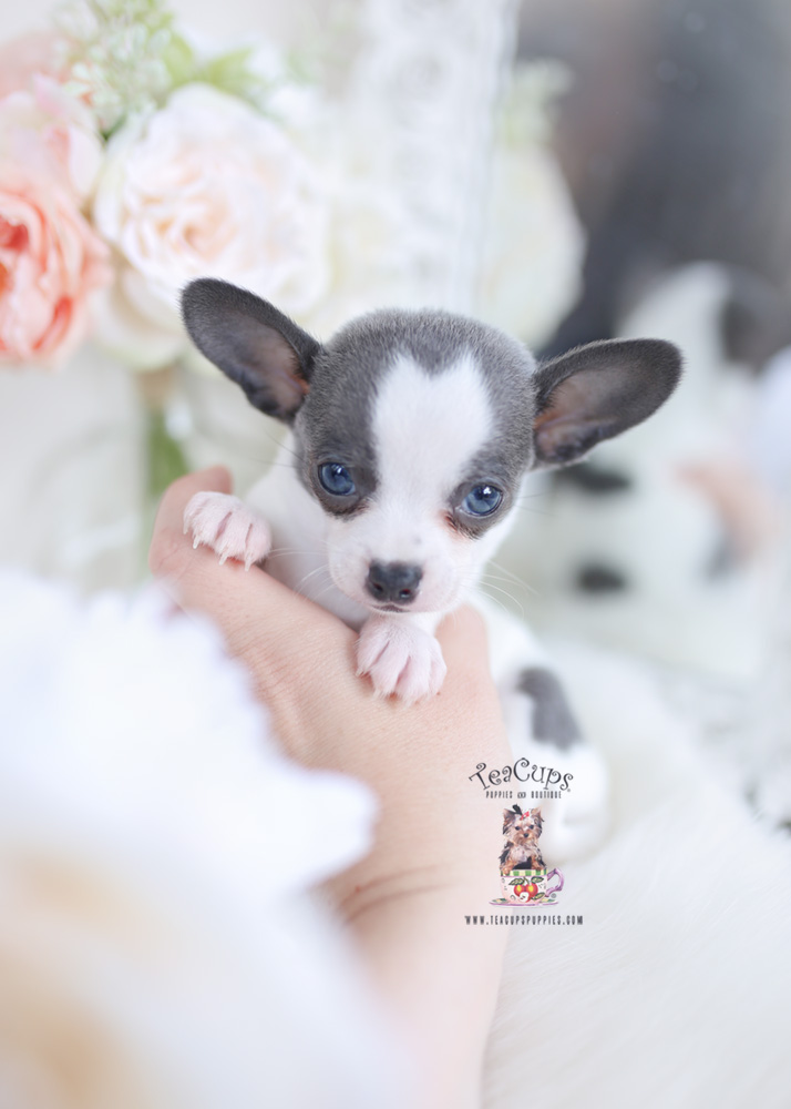 Blue Chihuahua Breeder Florida | Teacup Puppies & Boutique