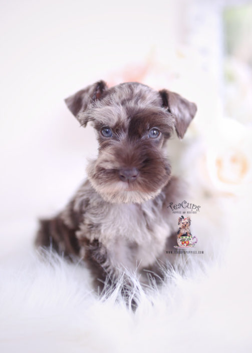 teacup schnauzer