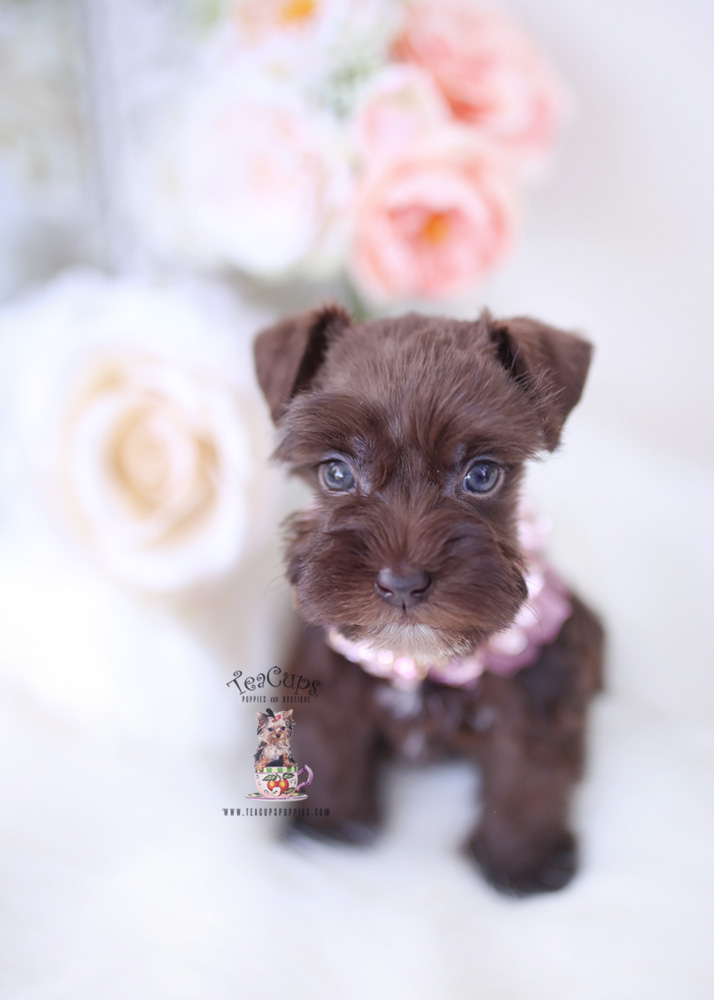 Chocolate Mini Schnauzer Pups Teacup Puppies & Boutique