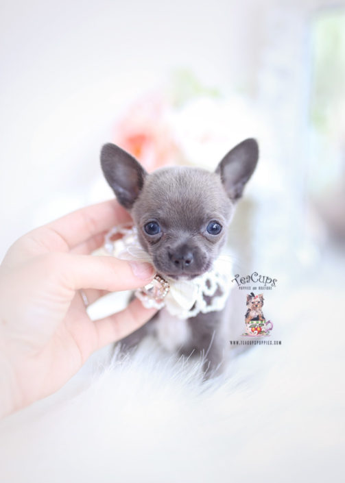 Cute Puppies Teacup Chihuahua