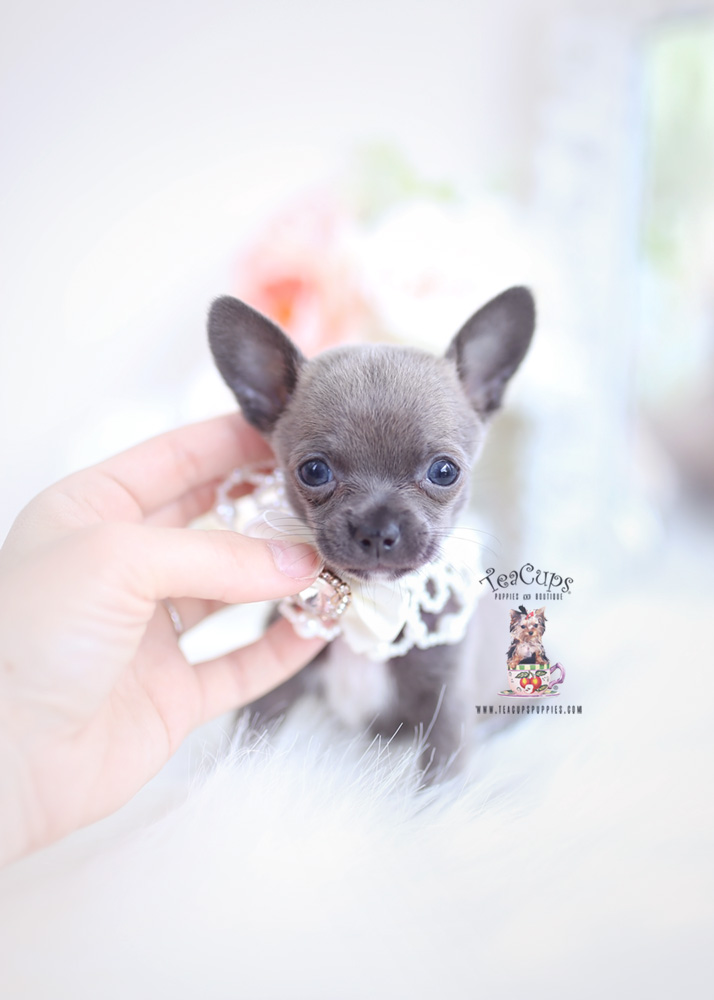 toy chihuahua puppies