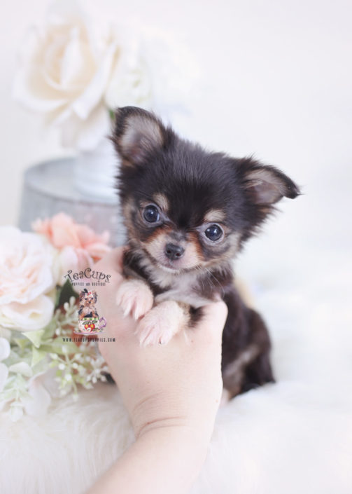 55+ Miniature Chihuahua For Sale Near Me