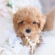 maltipoo puppy