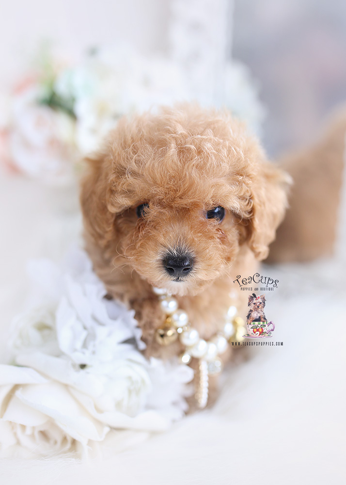 maltipoo puppy