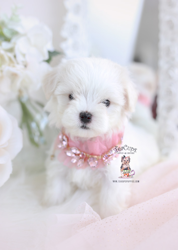 White Maltipoo Puppies For Sale Teacup Puppies & Boutique