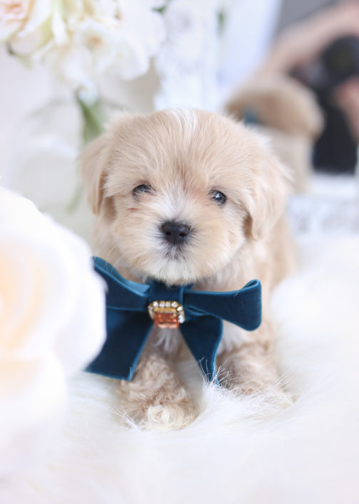 49 Best Photos Petland Puppies For Sale : Shih-Tzu Puppies For Sale | Teacups, Puppies & Boutique