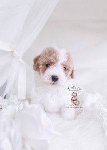 maltipoo puppy