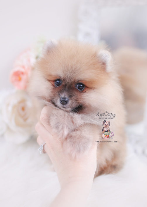 Toy Teacup Puppies For Sale Teacups, Puppies & Boutique