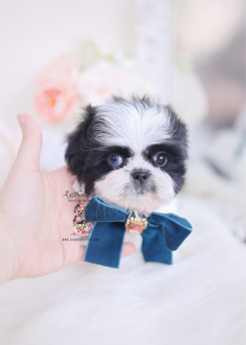 Verrassend Imperial Shih Tzu Puppies For Sale by TeaCups, Puppies & Boutique DY-48