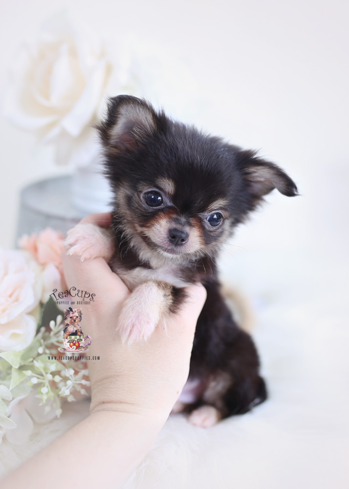 micro mini chihuahua for sale