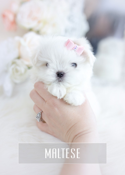 teacup maltese puppies for sale