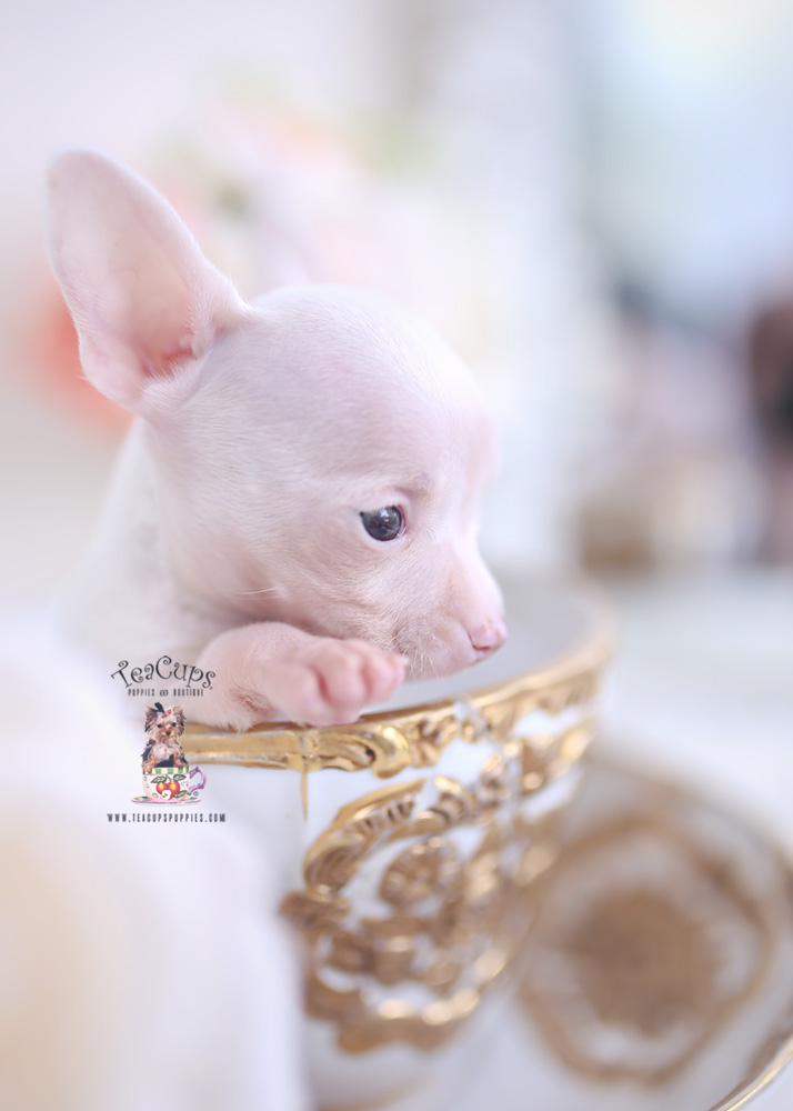 white teacup chihuahua for sale