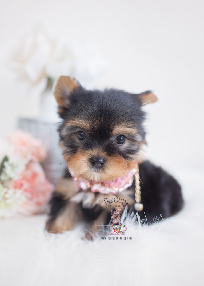 Teacup Pomeranian Breeder Teacups, Puppies & Boutique