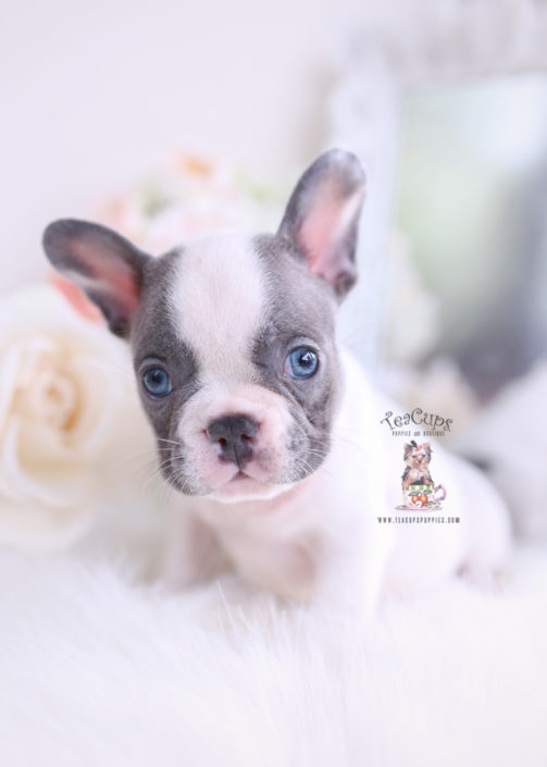 79+ Merle French Bulldog Puppies For Sale Near Me