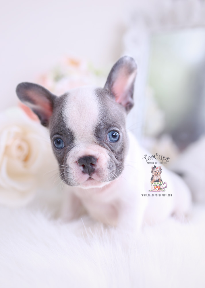 french bulldog teacup price