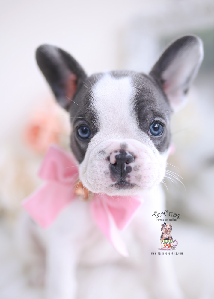 bluepiedfrenchiefrenchbulldogteacuppuppies236b Teacup Puppies