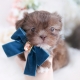 shih tzu puppy