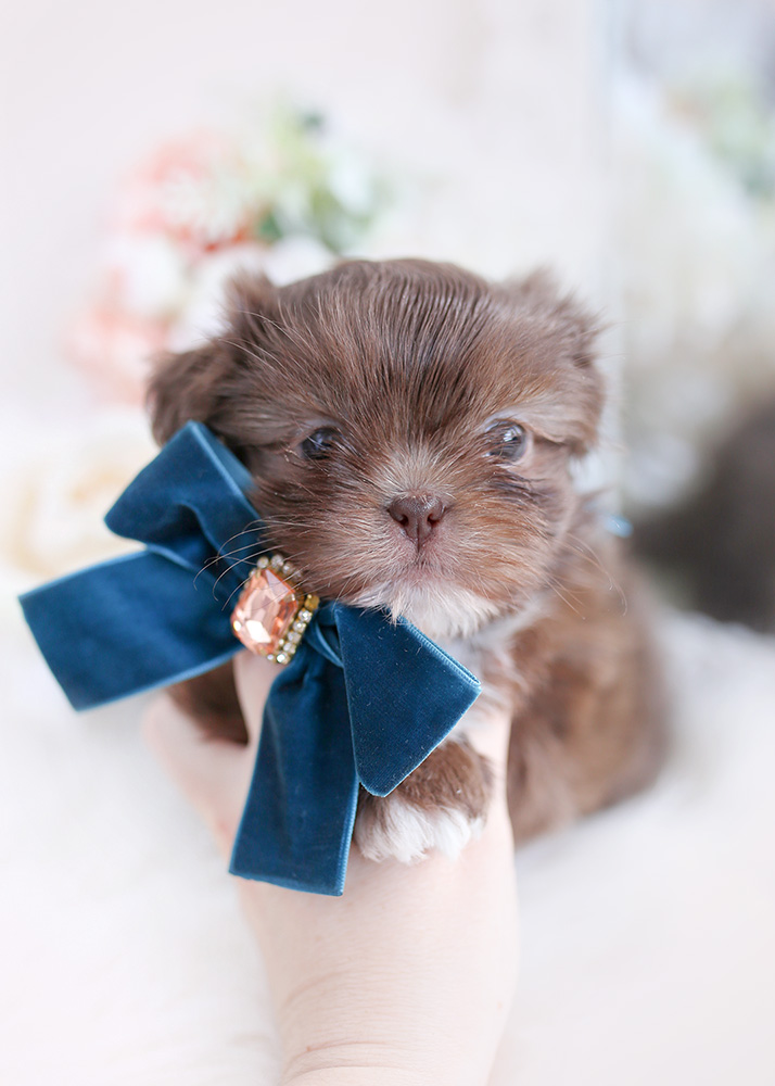 shih tzu puppy